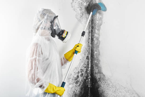 Best Asbestos and Lead Testing During Mold Inspection  in South Hempstead, NY