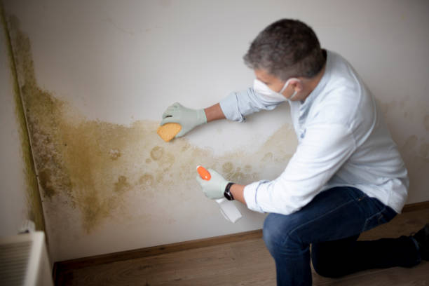 Best Mold Prevention Services  in South Hempstead, NY