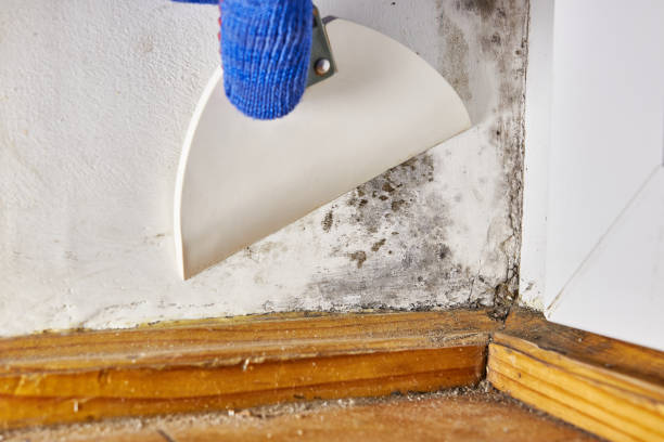 Best Forensic Mold Investigation  in South Hempstead, NY